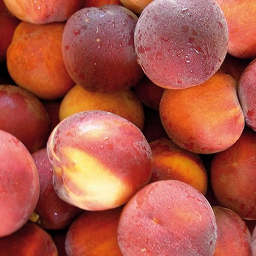 Prunus persica 'Springtime' / Pêche blanche Springtime - Photo 1