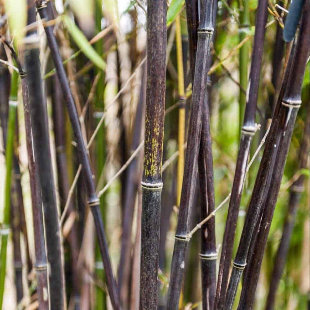 Phyllostachys nigra / Bambou noir - Photo 3