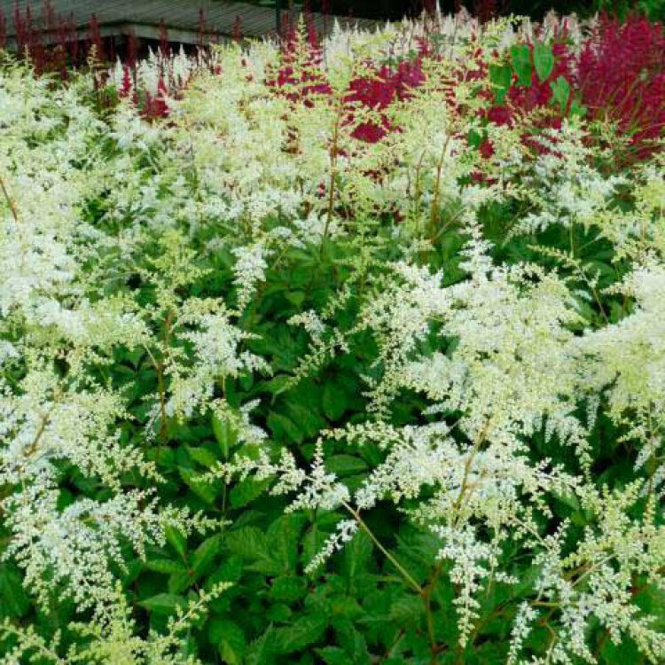 ASTILBE (A) 'BRAUTSCHLEIER' / Fausse spirée - Photo 1