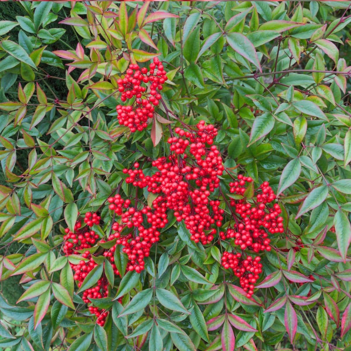 NANDINA domestica / Bambou sacré - Photo 1