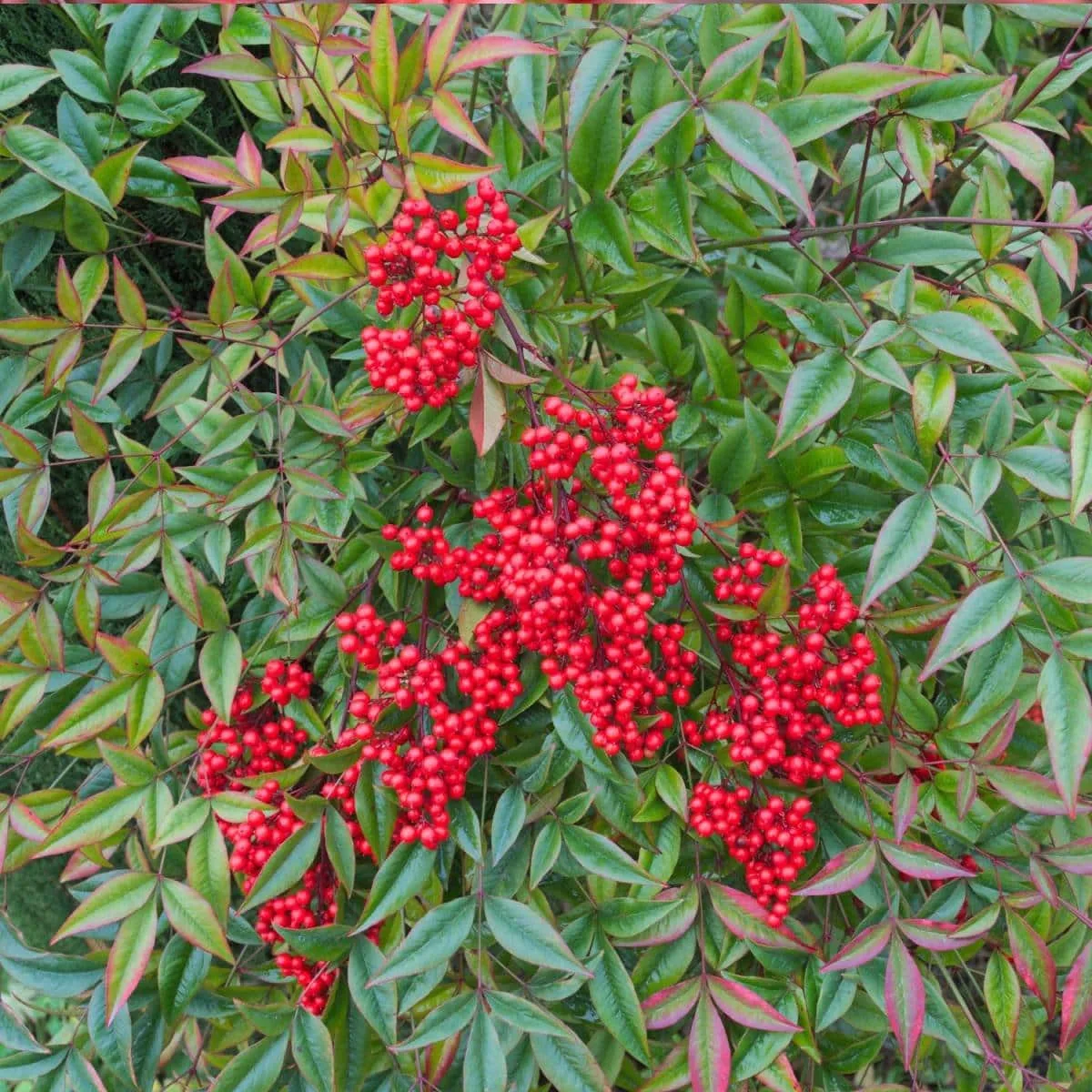 NANDINA domestica / Bambou sacré