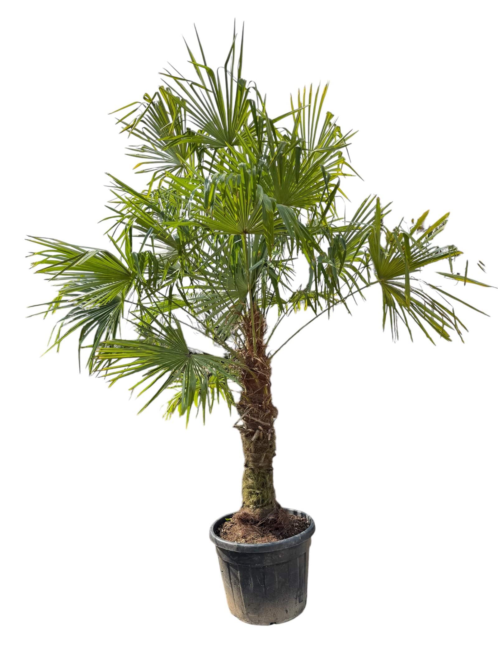 TRACHYCARPUS fortunei / Palmier de Chine - Photo 5