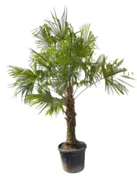 TRACHYCARPUS fortunei / Palmier de Chine - Photo 5