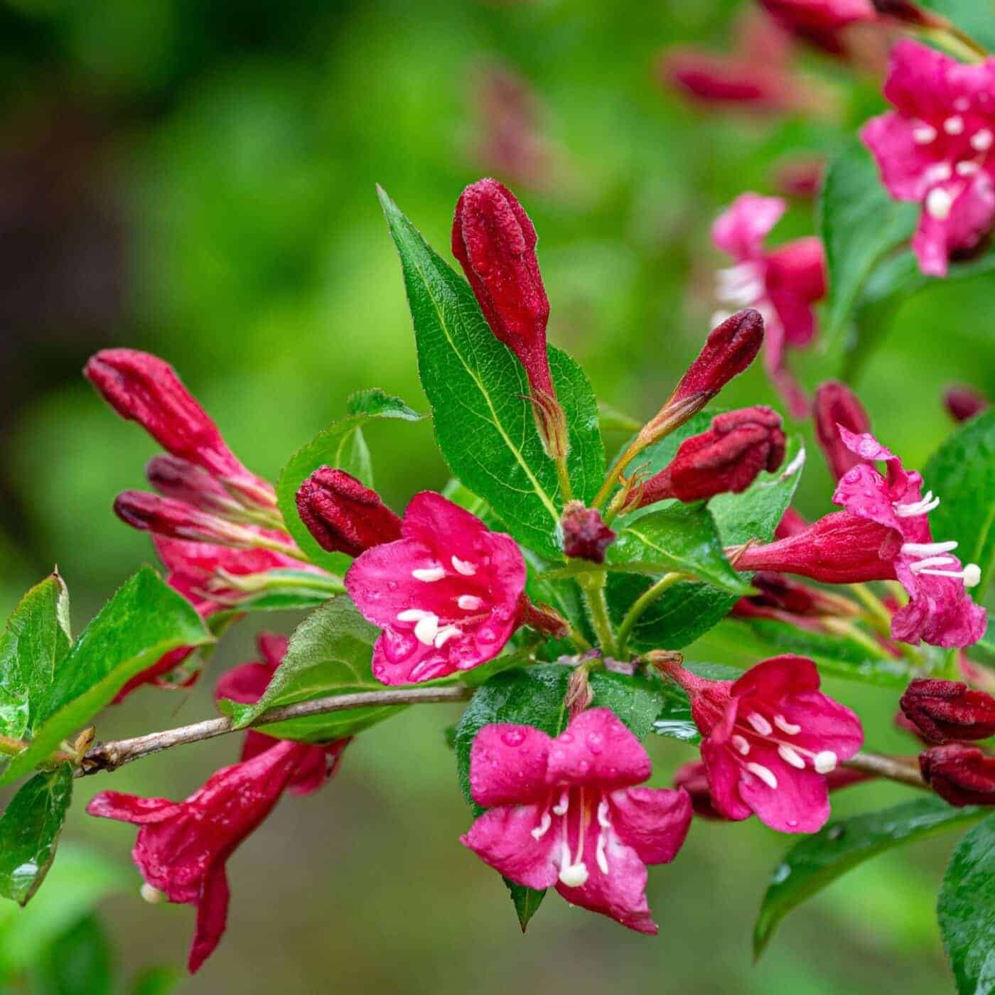 WEIGELA ‘Bristol Ruby’ / Weigela 'Bristol Ruby' - Photo 1