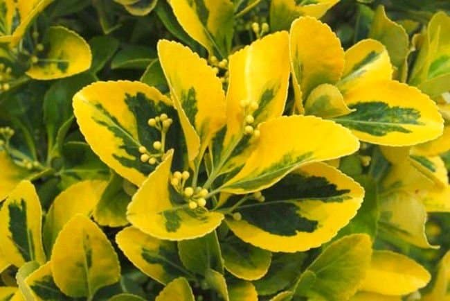 EUONYMUS japonicus ‘Aureomarginatus’ / Fusain du Japon 'Aureomarginatus' - Photo 3