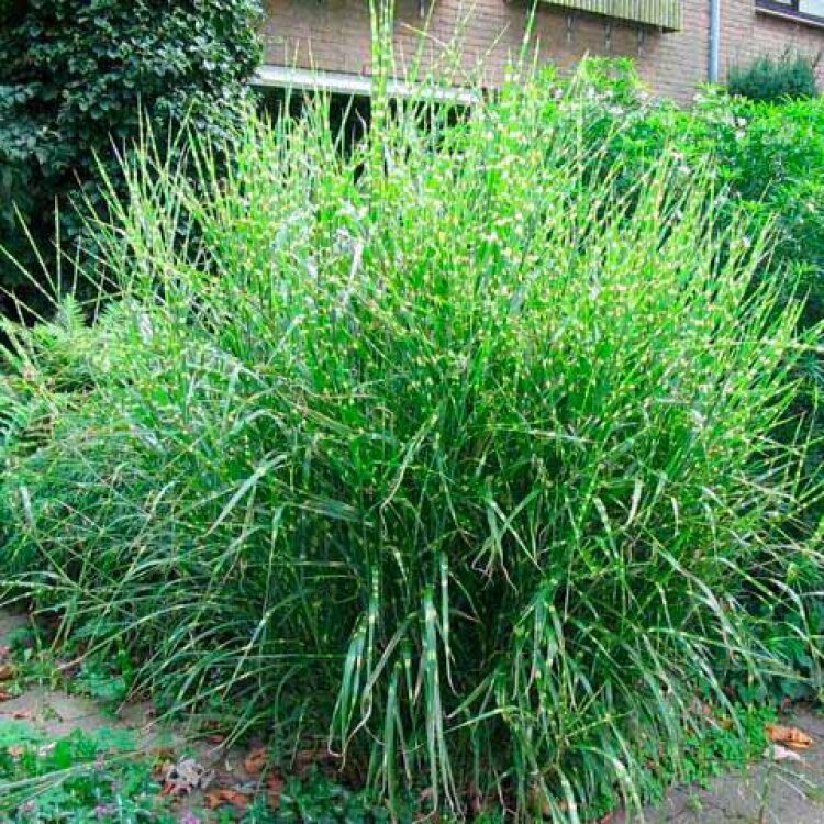 MISCANTHUS SIN. 'ZEBRINUS' / Roseau de Chine - Photo 2