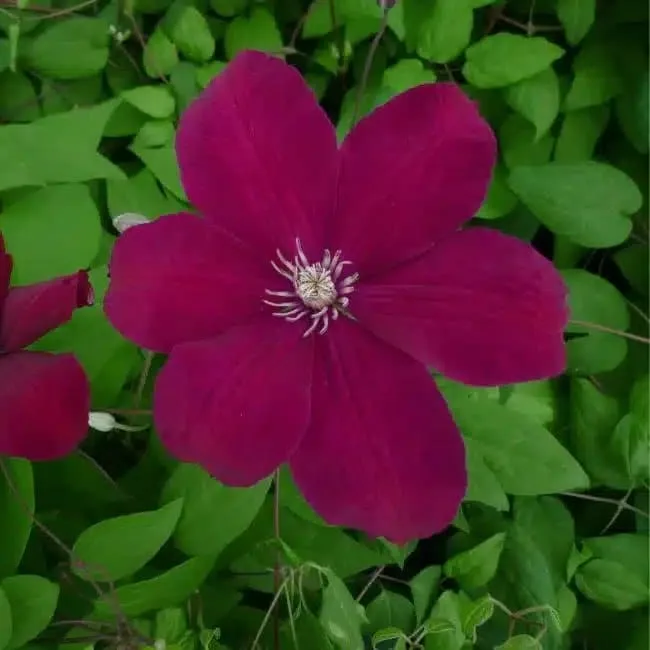 Clématite 'Rouge Cardinal' - clematis