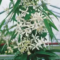 Clématite Armandii 'Snowdrift' - clematis - Photo 3