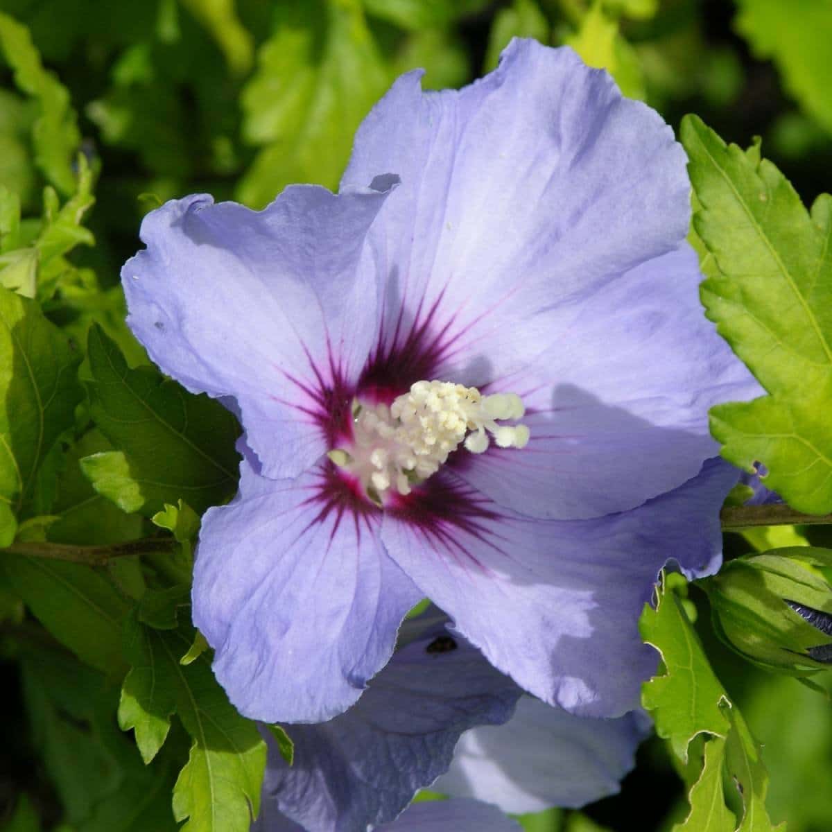 HIBISCUS syriacus ‘Oiseau bleu’ / Mauve en arbre 'Oiseau Bleu' - Photo 1