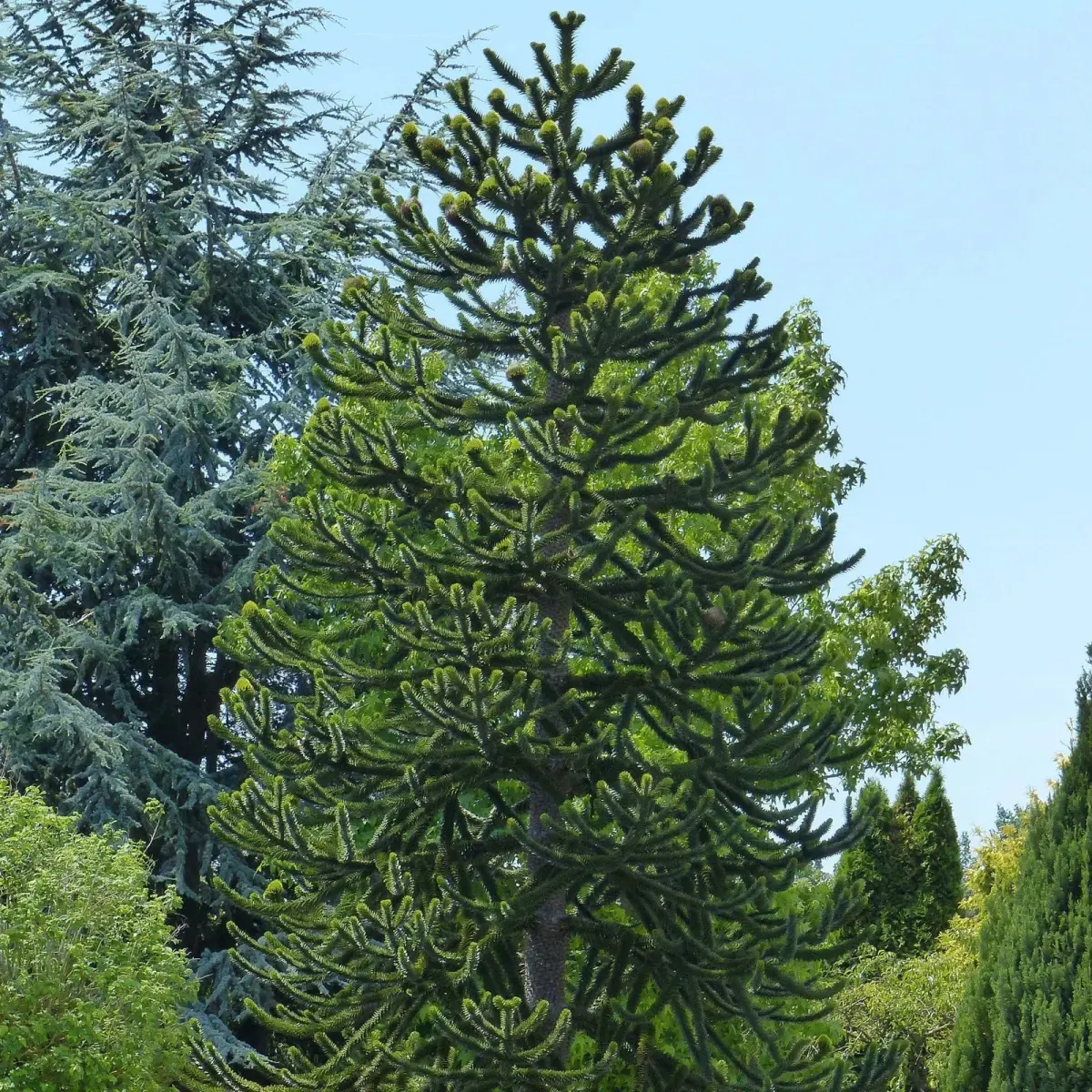 ARAUCARIA araucana / Désespoir des singes - Photo 3