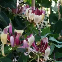 LONICERA periclymenum - Chèvrefeuille des bois 'Serotina' - Photo 1