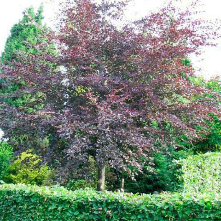 Fagus sylvatica 'Atropunicea' / Hêtre pourpre - Photo 4