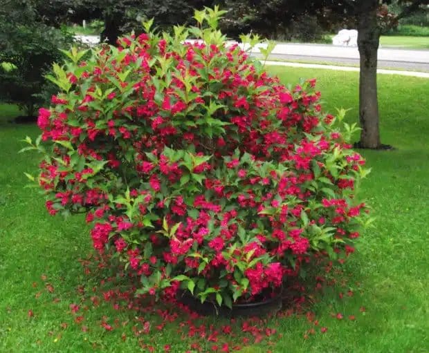WEIGELA ‘Red Prince’ / Weigela 'Red Prince' - Photo 3