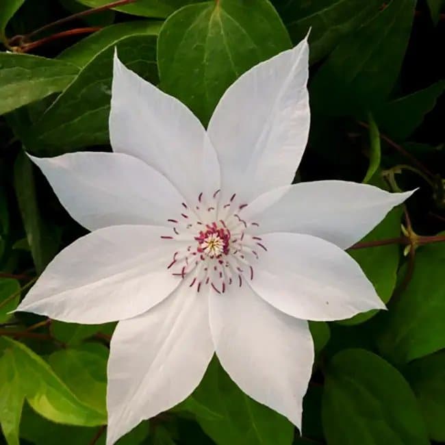 Clématite 'Miss Bateman' - clematis - Photo 1