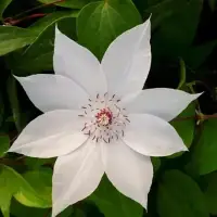 Clématite 'Miss Bateman' - clematis - Photo 1