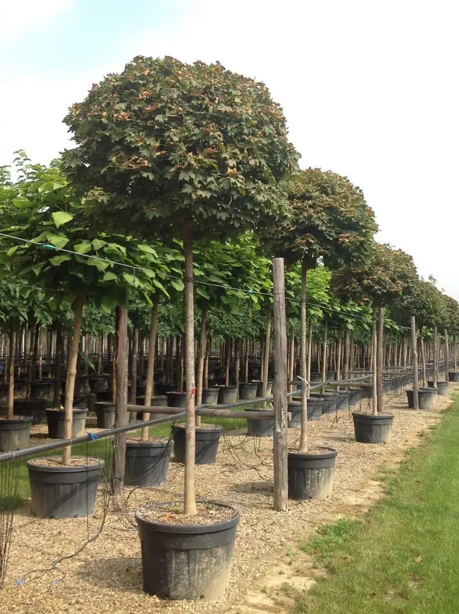 ACER platanoïdes ‘Globosum’  / Érable boule - Photo 3