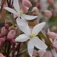 Clématite Armandii 'Apple Blossom' - clematis - Photo 1