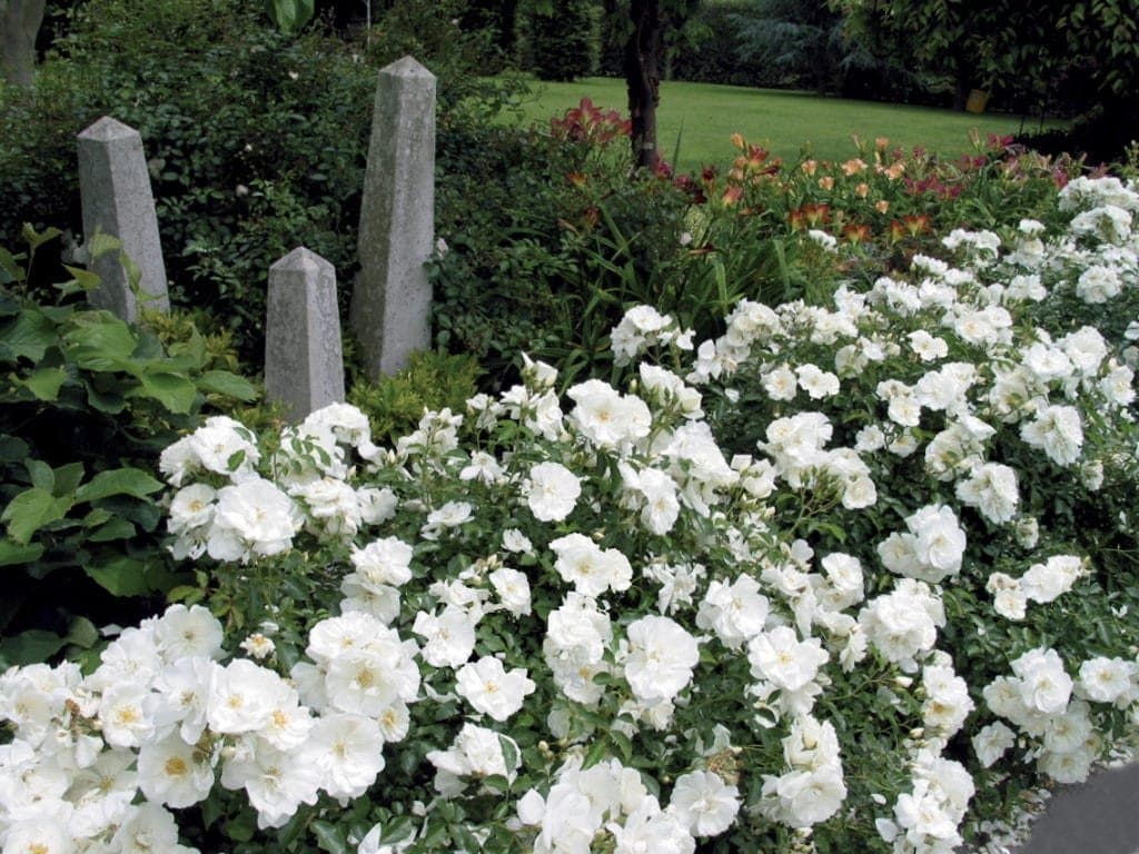 ROSIER décorosier 'Opalia' (opalia) - Photo 1