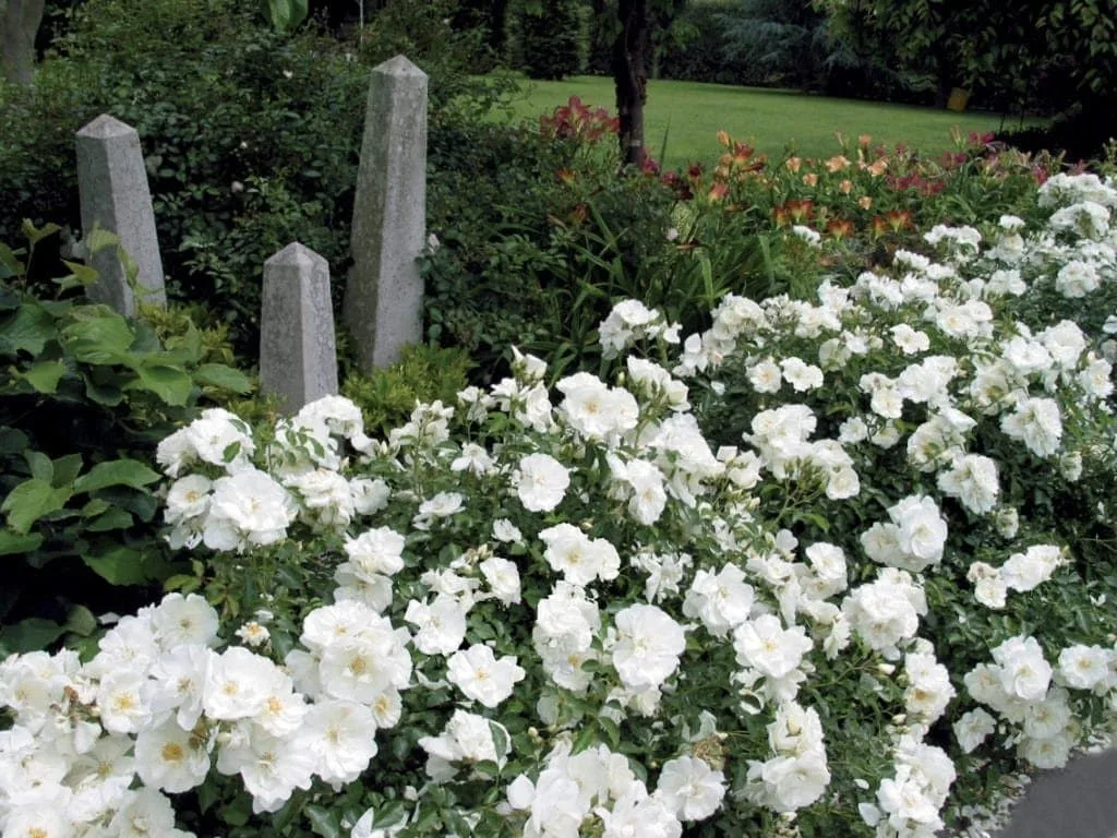 ROSIER décorosier 'Opalia' (opalia)