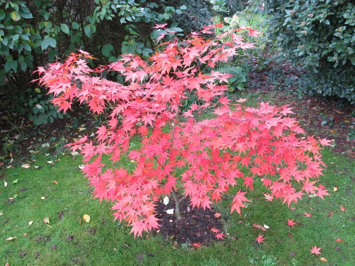 ACER palmatum / Érable du Japon - Photo 1