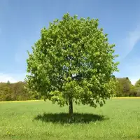 TILIA platyphyllos / Tilleul de Hollande - Photo 2