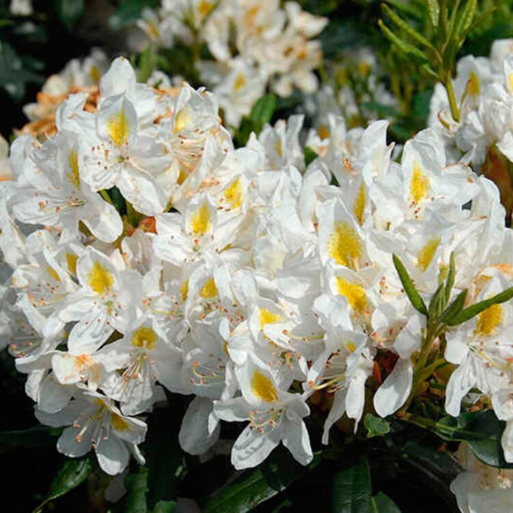 RHODODENDRON 'MADAME MASSON' / Rhododendron 'Madame Masson' - Photo 2