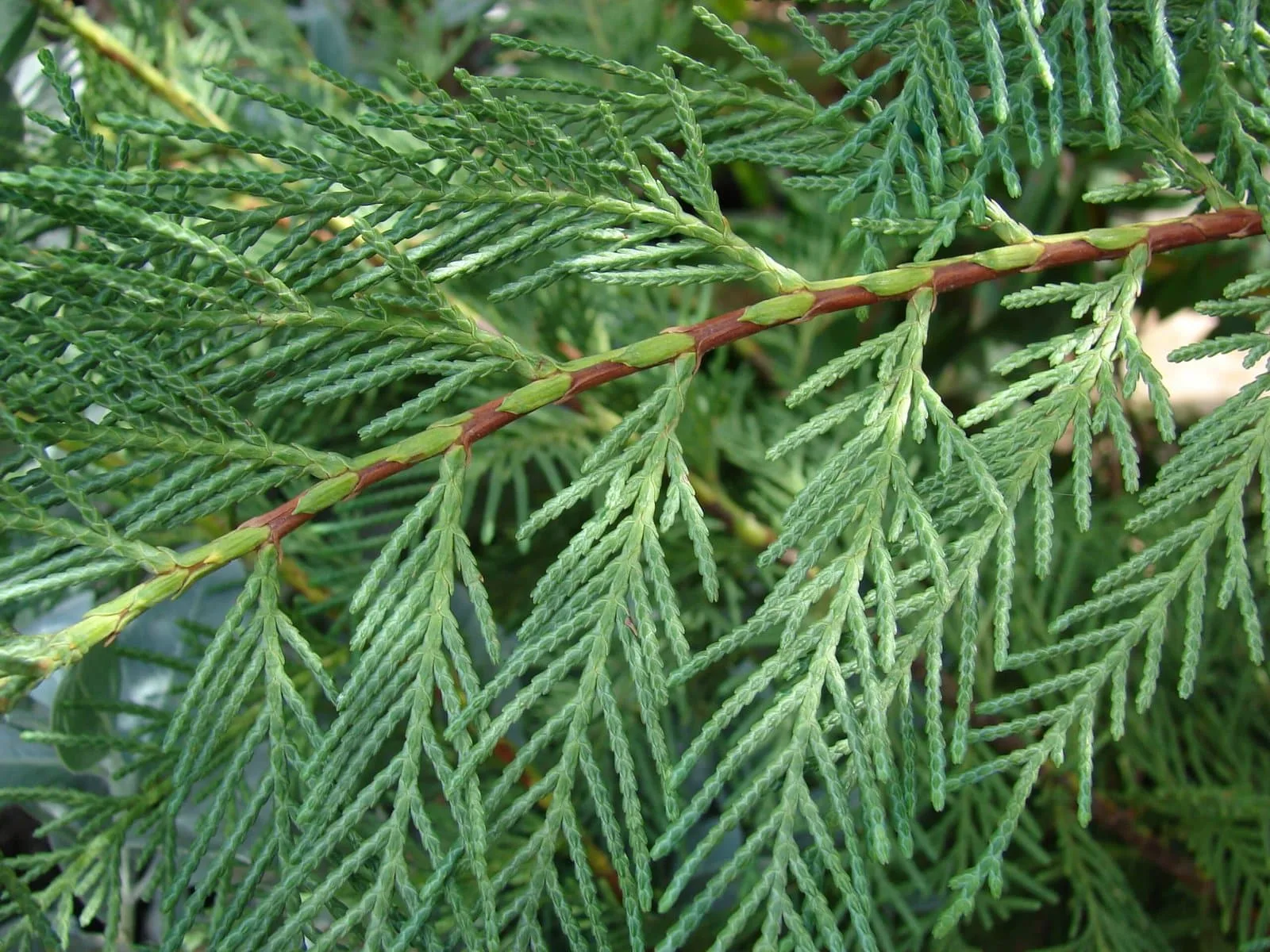Cupressocyparis x leylandii / Cyprès de Leyland