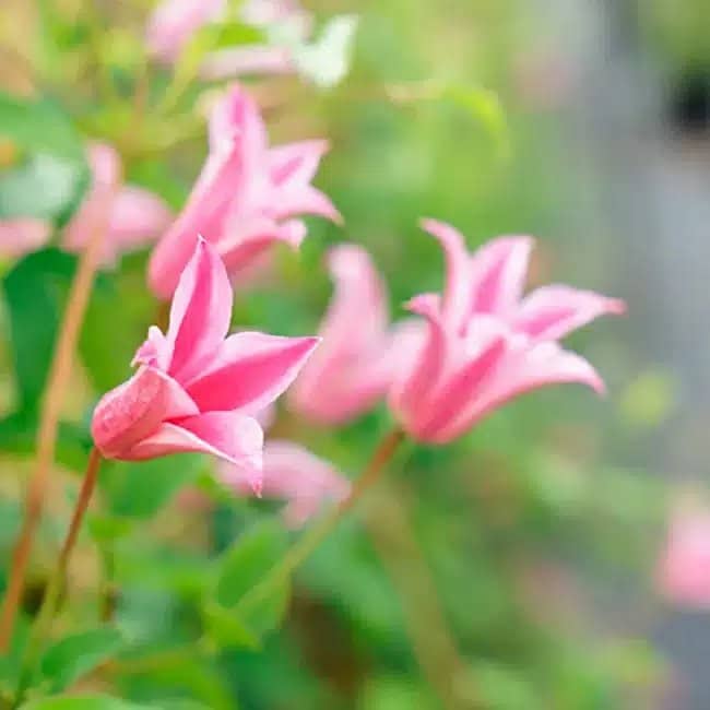 CLEMATIS texensis 'Duchess of Albany' - Clématite 'Duchess of Albany' - Photo 1