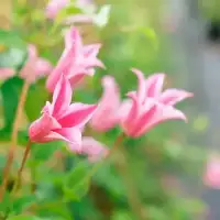 CLEMATIS texensis 'Duchess of Albany' - Clématite 'Duchess of Albany' - Photo 1