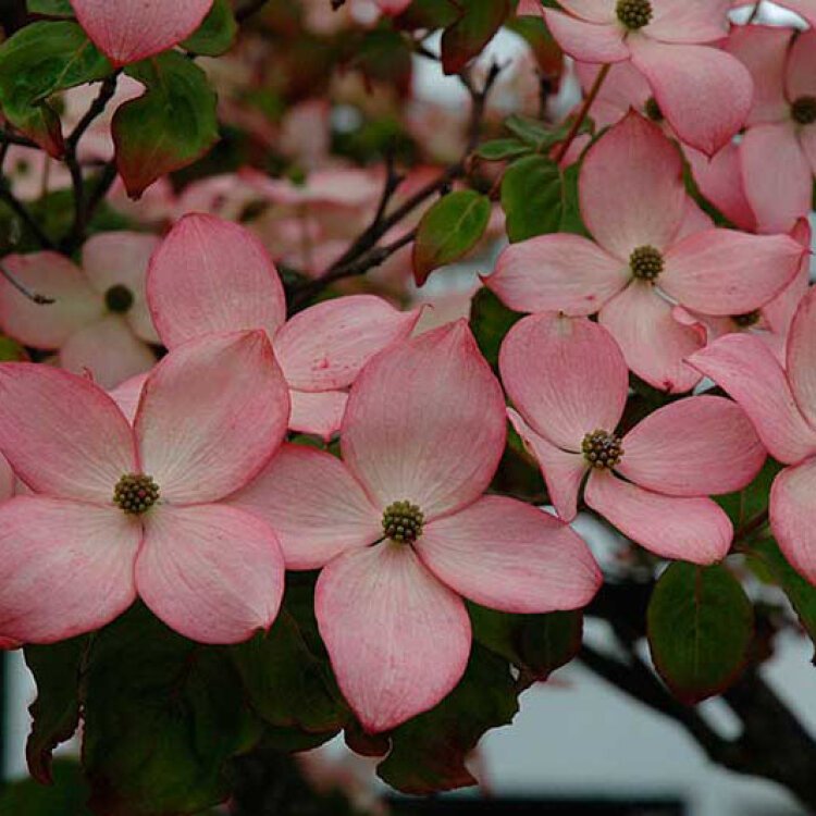 CORNUS kousa ‘Satomi’ / Cornouiller du Japon 'Satomi' - Photo 1