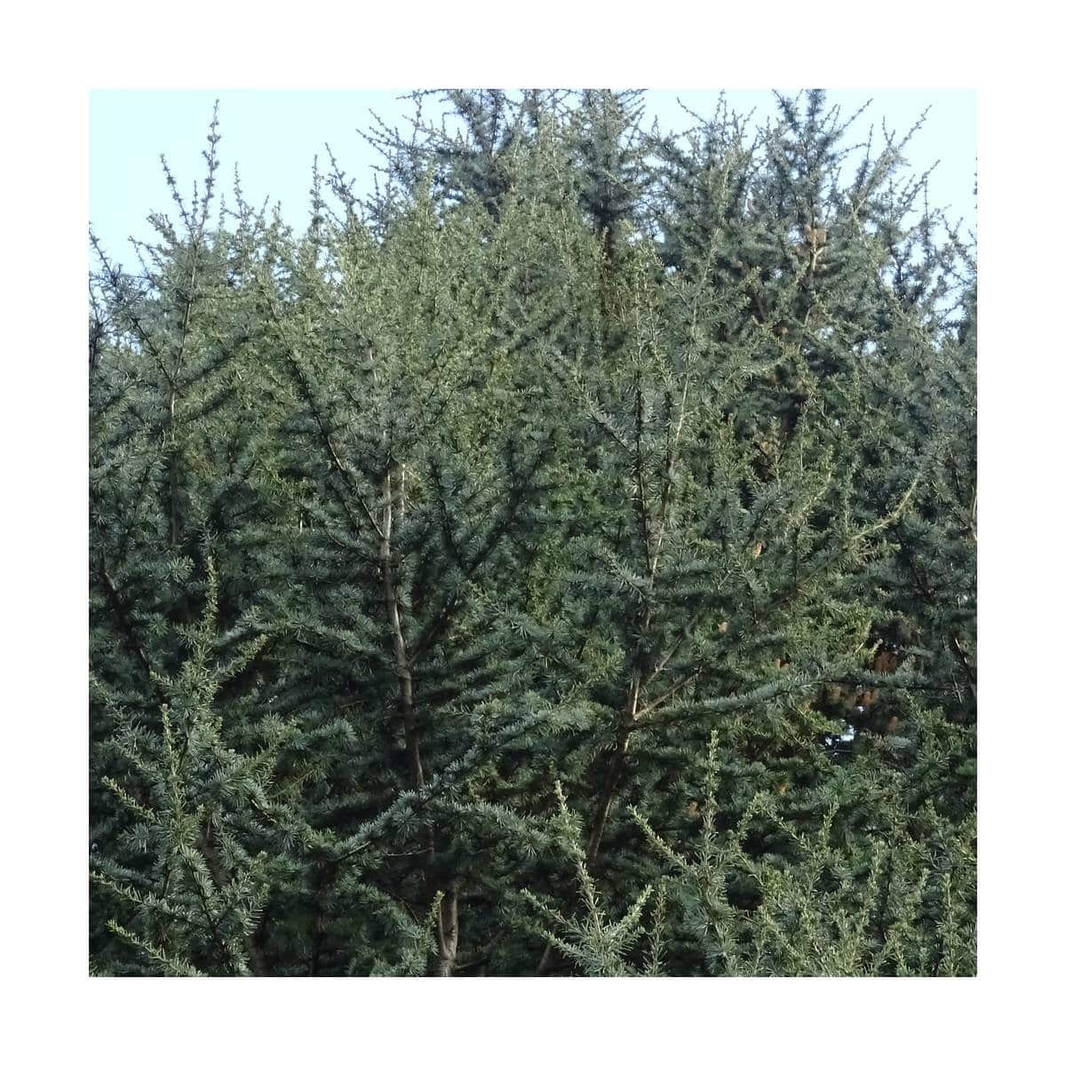 CEDRUS libani atlantica 'Fastigiata' / Cèdre de l'Atlas fastigié - Photo 2