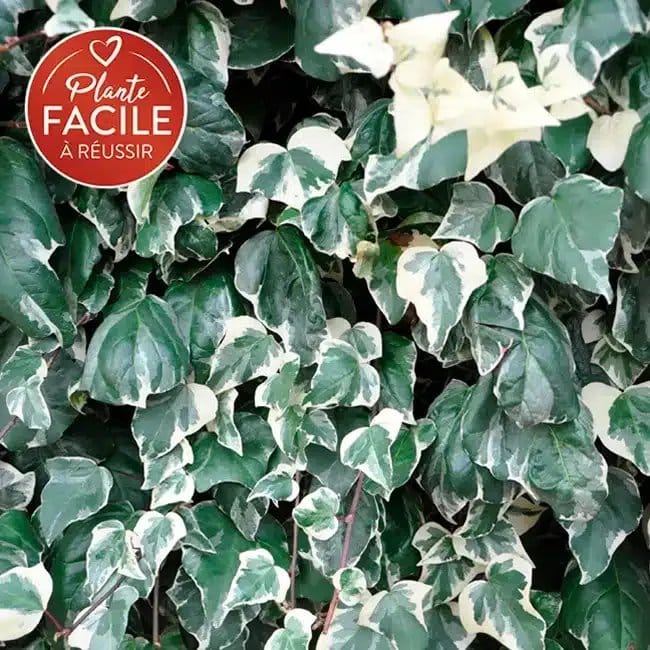 Lierre des Canaries 'Gloire de Marengo' - hedera canariensis - Photo 1