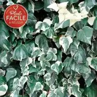 Lierre des Canaries 'Gloire de Marengo' - hedera canariensis - Photo 1