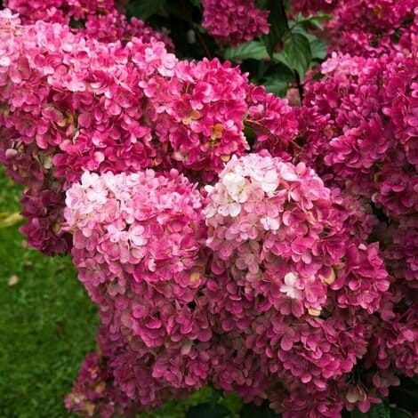 HYDRANGEA paniculata ‘Framboisine’ / Hortensia paniculé 'Framboisine'® - Photo 2