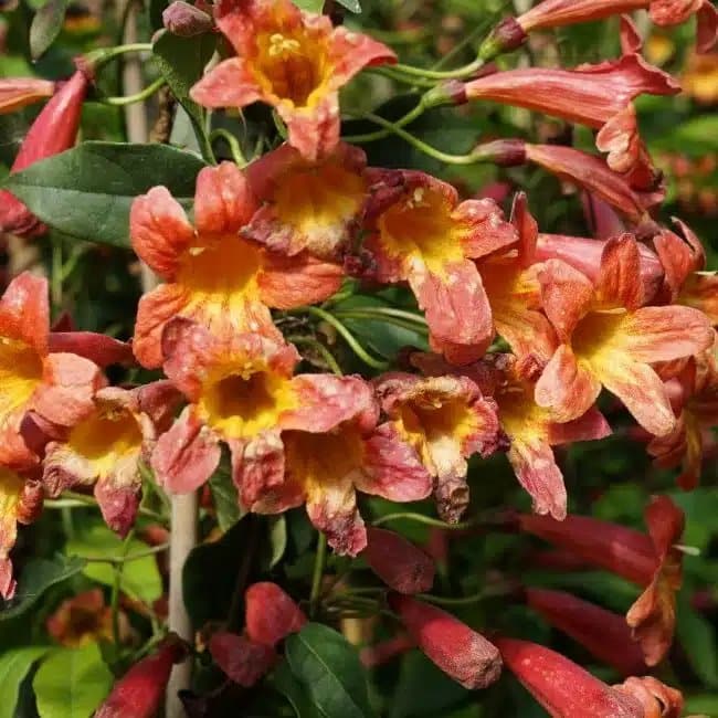 BIGNONE 'Tangerine Beauty’ - bignonia capreolata - Photo 1