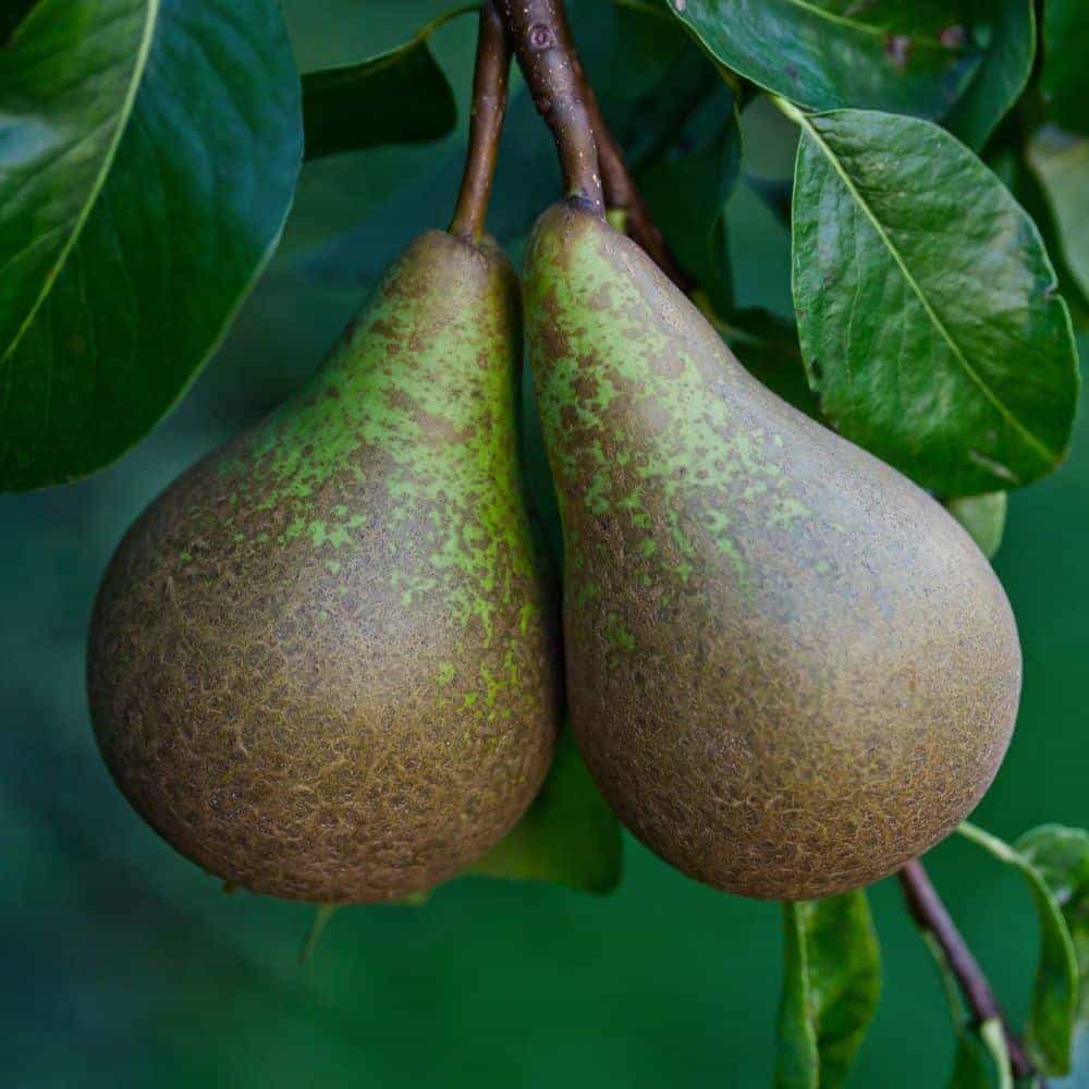 Pyrus domestica 'Conférence' / Poirier Conférence - Photo 2