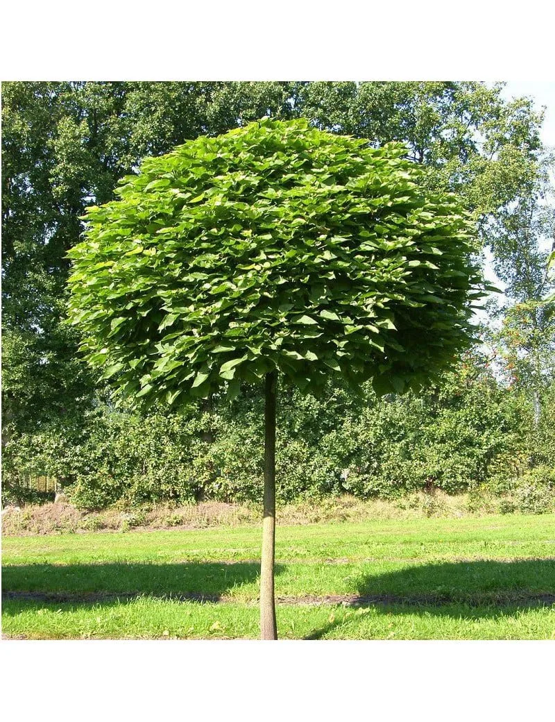 CATALPA bignonioïdes ‘Nana’ / Catalpa Boule 'Nana'