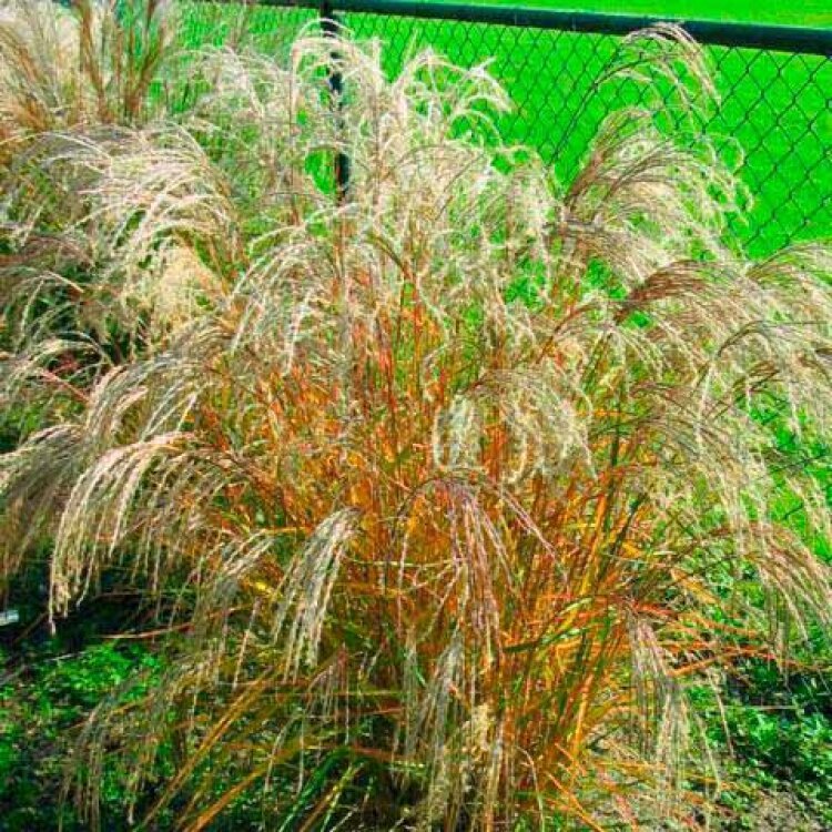 MISCANTHUS SIN. 'FLAMINGO' / Roseau de Chine - Photo 1