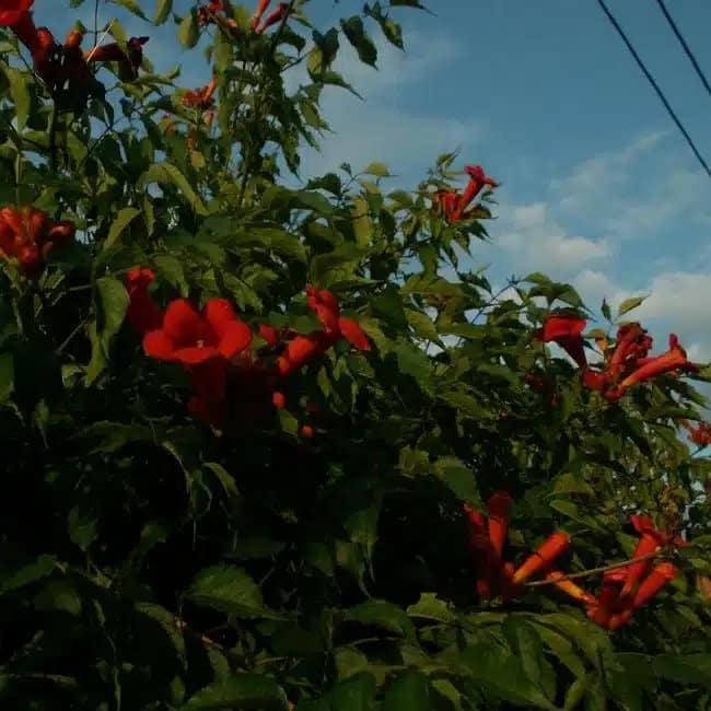 BIGNONE 'Atropurpurea' - campsis radicans - Photo 3