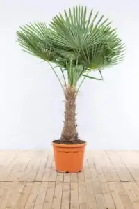 TRACHYCARPUS fortunei / Palmier de Chine - Photo 3