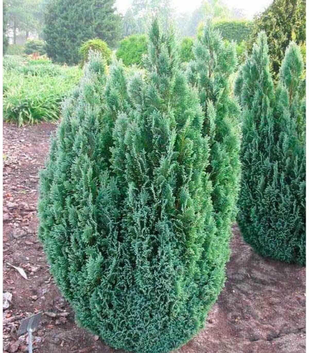 CHAMAECYPARIS lawsoniana ‘Ellwoodii’ / Cyprès de Lawson 'Elwoodii' - Photo 2