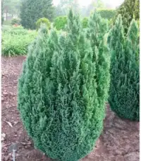 CHAMAECYPARIS lawsoniana ‘Ellwoodii’ / Cyprès de Lawson 'Elwoodii' - Photo 2