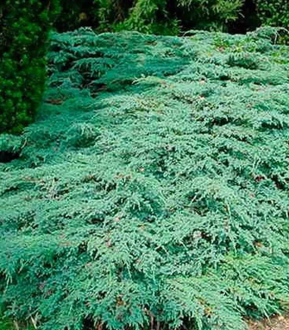JUNIPERUS squamata ‘Blue Carpet’  / Genévrier écailleux 'Blue Carpet' - Photo 1