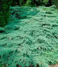 JUNIPERUS squamata ‘Blue Carpet’  / Genévrier écailleux 'Blue Carpet' - Photo 1