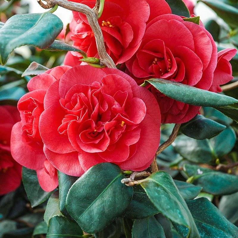 CAMELLIA japonica 'Red' / Camelia rouge - Photo 1