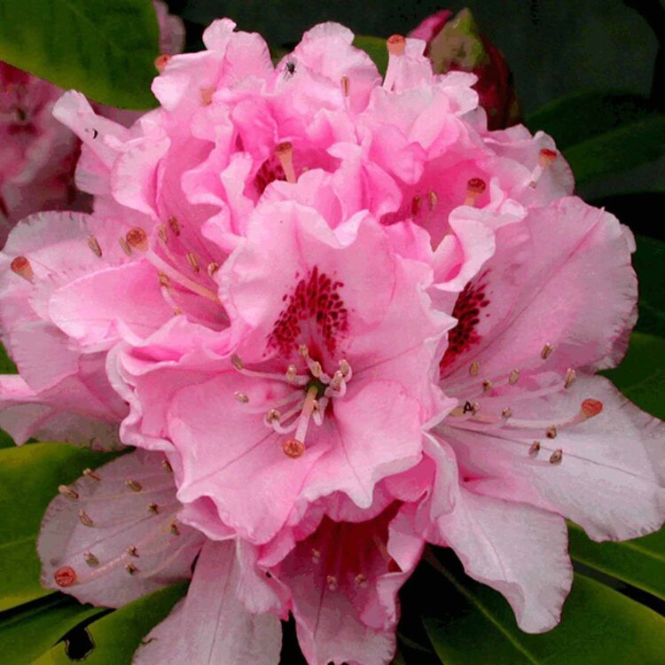 RHODODENDRON 'NOVA ZEMBLA' / Rhododendron 'Nova Zembla' - Photo 2