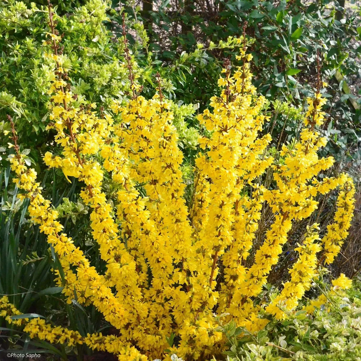 FORSYTHIA Marée d’or / Mimosa de Paris 'Marée d'Or' - Photo 3