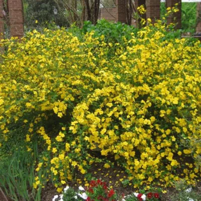 KERRIA JAPONICA 'GOLDEN GUINEA' / Corête du Japon à fleurs simples - Photo 2