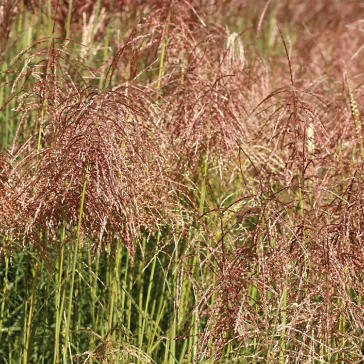 MISCANTHUS SIN. 'PINK CLOUD' / Roseau de Chine - Photo 1
