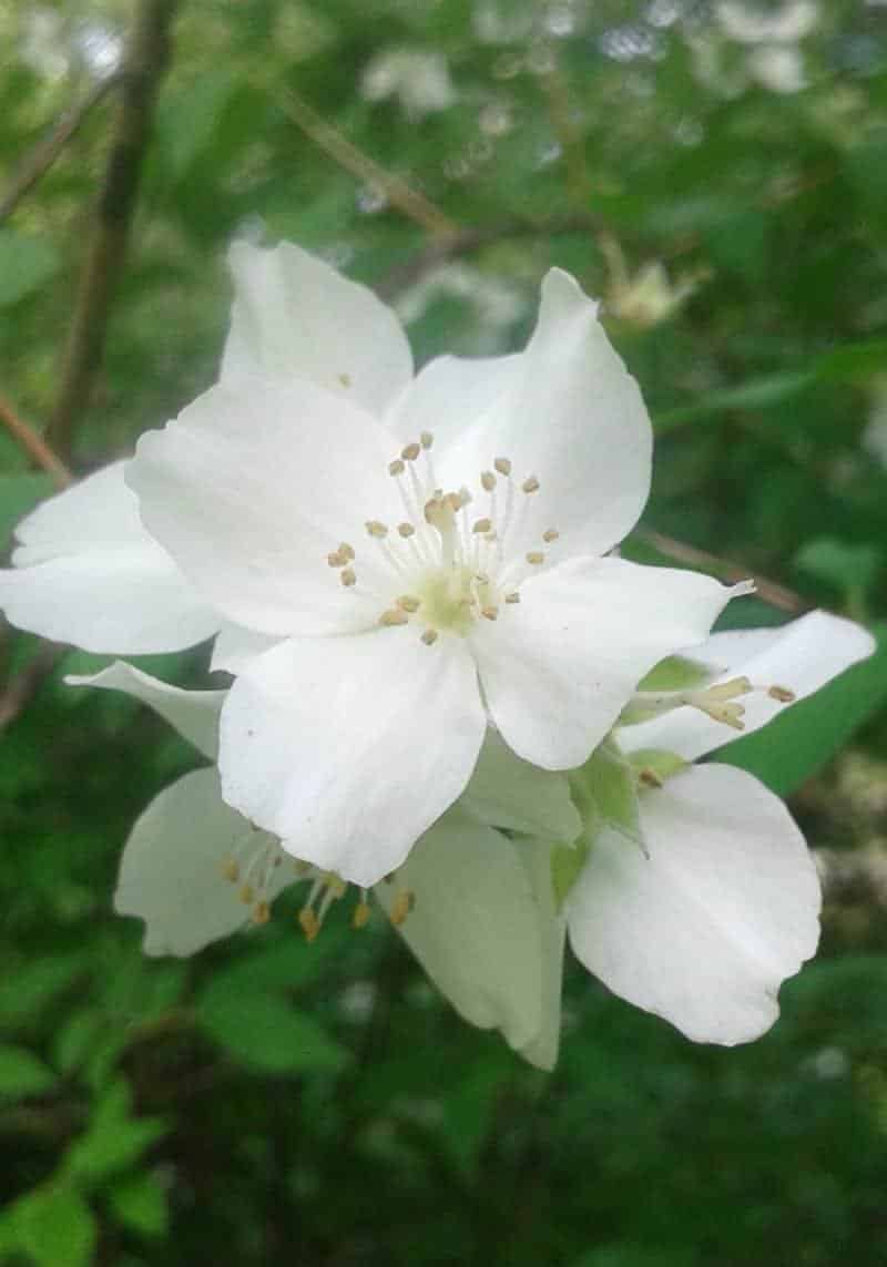 PHILADELPHUS ‘Virginal’ / Seringat 'Virginal' - Photo 2